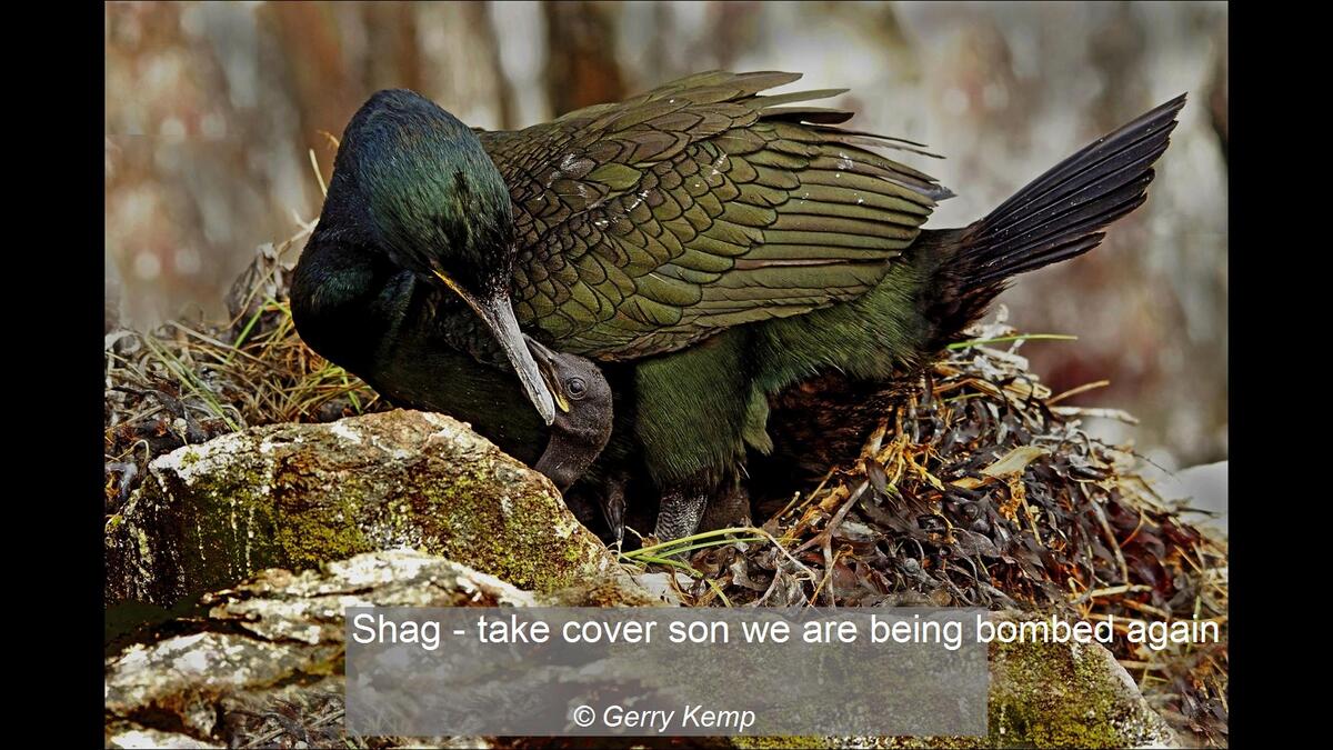 Shag - take cover son we are being bombed again